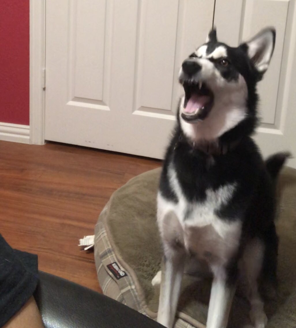 huskymeetsworld's tweet photo. CRAAWLING INNNNN MY SKIIIIIIIIN THESE WOUNDS THEY WILL NOT HEAAALLLLL https://t.co/Tsg2wD4vLn