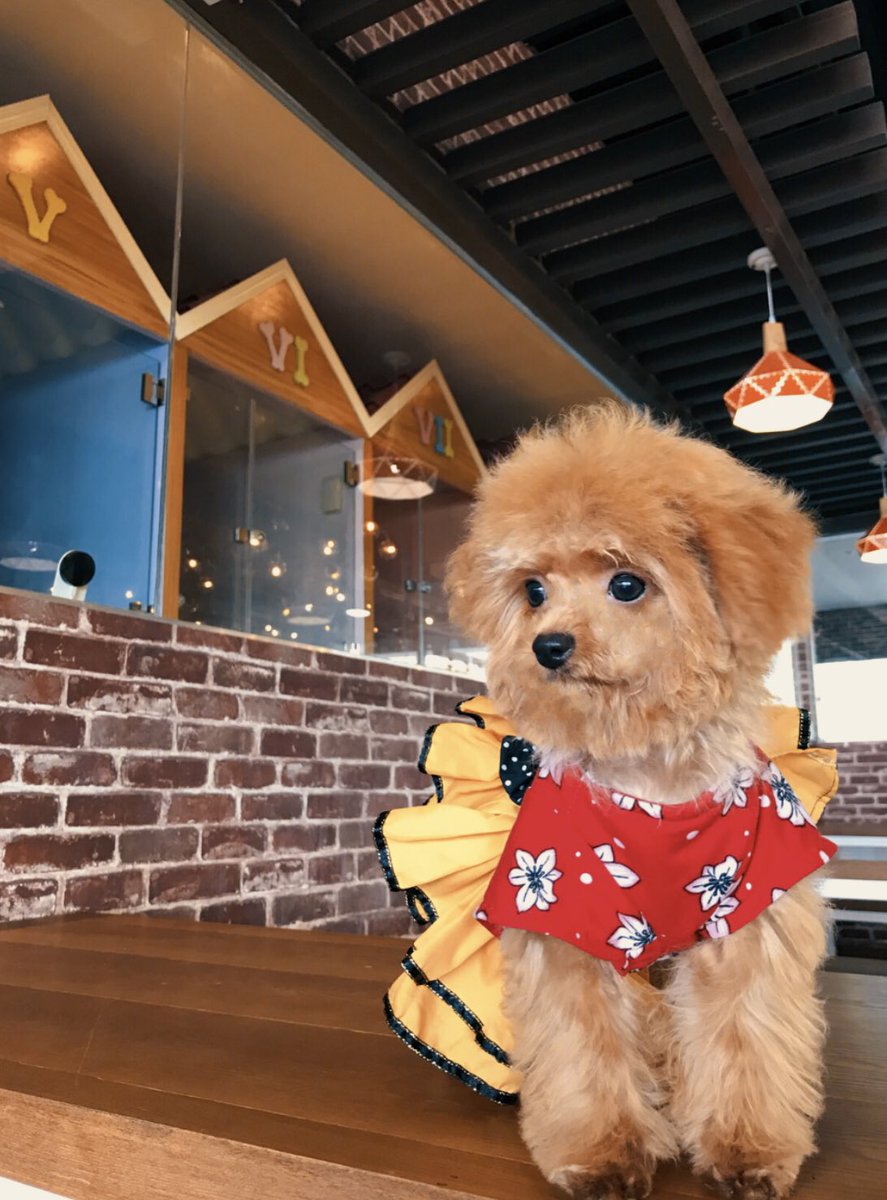 JPTanTolentino's tweet photo. It’s Joey and Yoona ‘s Day .
Grooming ✔️
Shopping ✔️
Restau Hopping ✔️
#bettersaturday ❤️ https://t.co/WcaoqZYGpH