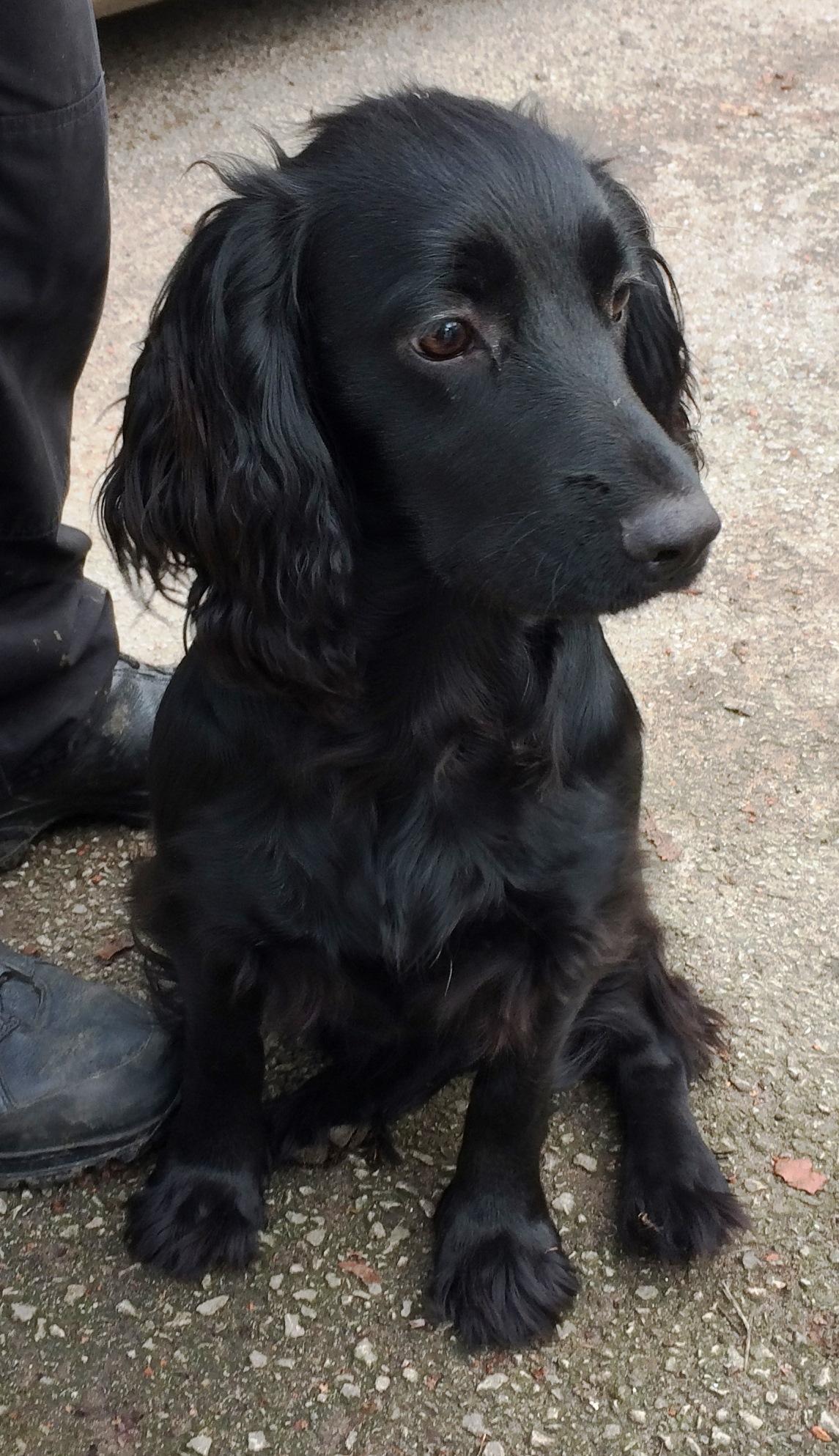Cocker spaniel sales 7 months old