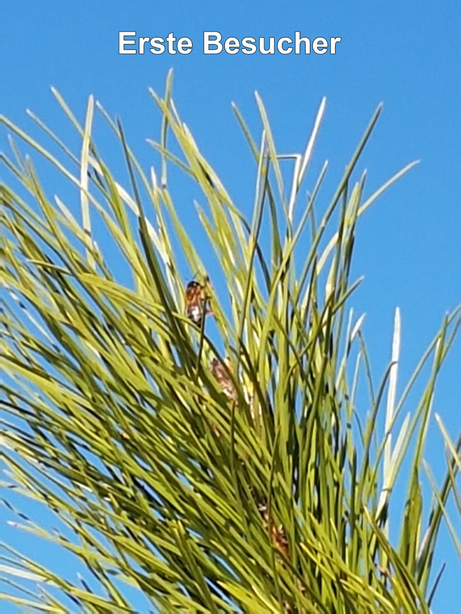 MemologyEth's tweet photo. Last post on the series: the result! The tree already has its first bee-visitors, let's hope the wild boars don't come too close...
(thank you to Kathrin Moreira for the photos and the social media coaching!)
#NOVIHUM https://t.co/8YUG4N9NYS