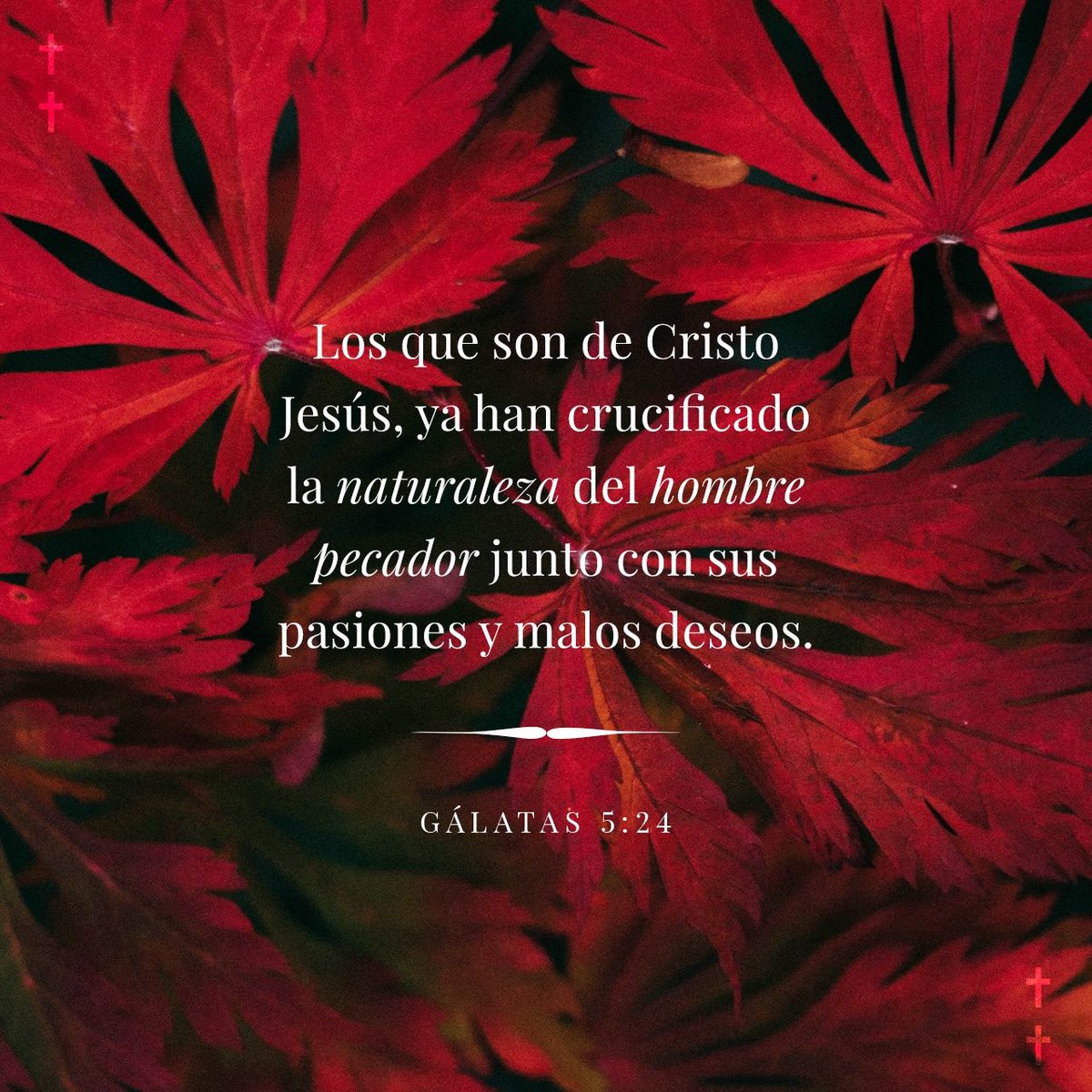 templobethel's tweet photo. Pero los que son de Cristo han crucificado la carne con sus pasiones y deseos.
Gálatas 5:24 R…
https://t.co/ZOqcrKFf9L https://t.co/tRe6WKHPu4