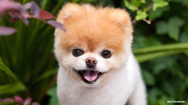 'World's Cutest Dog' Boo dies at age 12 via.fox6now.com/yKTJ9