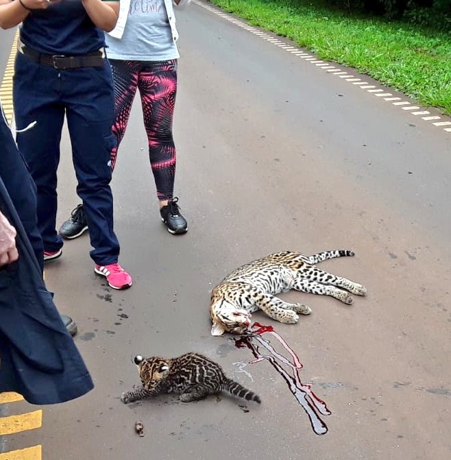 arruajm's tweet photo. ¿Hasta cuando? 
¿Tanto cuesta darse cuenta de que nuestra fauna es un tesoro? 
¿Tanto cuesta ir a 60km/h durante 15 minutos de ruta? 
#BastaDeAtropellos
#Misiones 
#Iguazú
#GatoMargay https://t.co/Zy0pMU4SI4