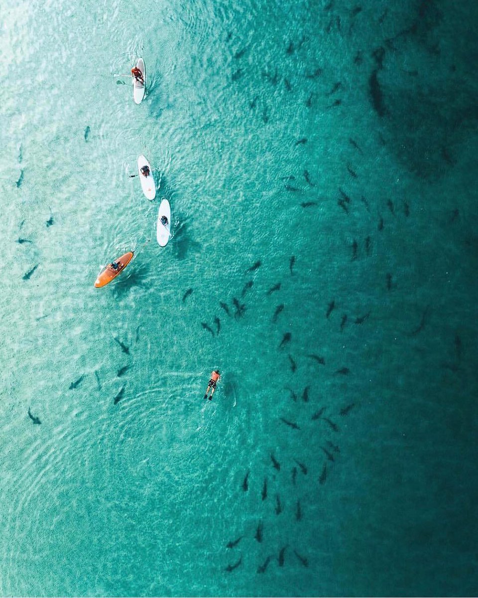 ItsMattGriffith's tweet photo. The climate in the Caribbean is tropical. Varying from tropical forest to tropical savanna. 
Photo Credit: @thedapperhaus  
#love #traveling #caribbeansea #caribbean #islands #beach #relax #enjoy #vacation #pinacolada #sandy #sea #ocean #swimming #kyacking #itsmattgriffith https://t.co/pJpLEoE9wh