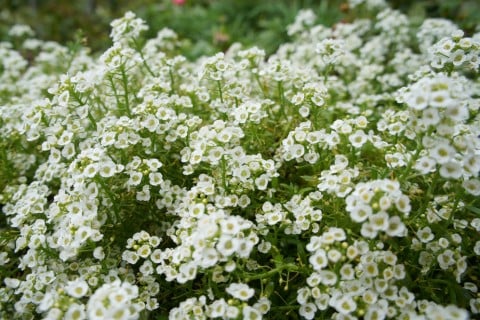 花 No 1 Twitter