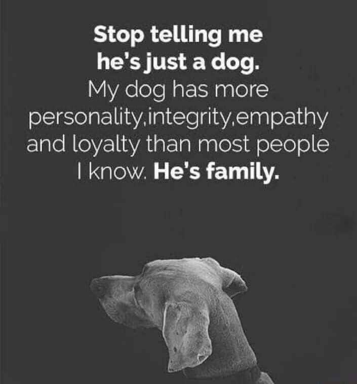 1minemine's tweet photo. Re-tweet if you agree! #DogsAreBetterThanPeople #dogsoftwitter #doglovers @officialsnowdog https://t.co/aO4GX4NKTn