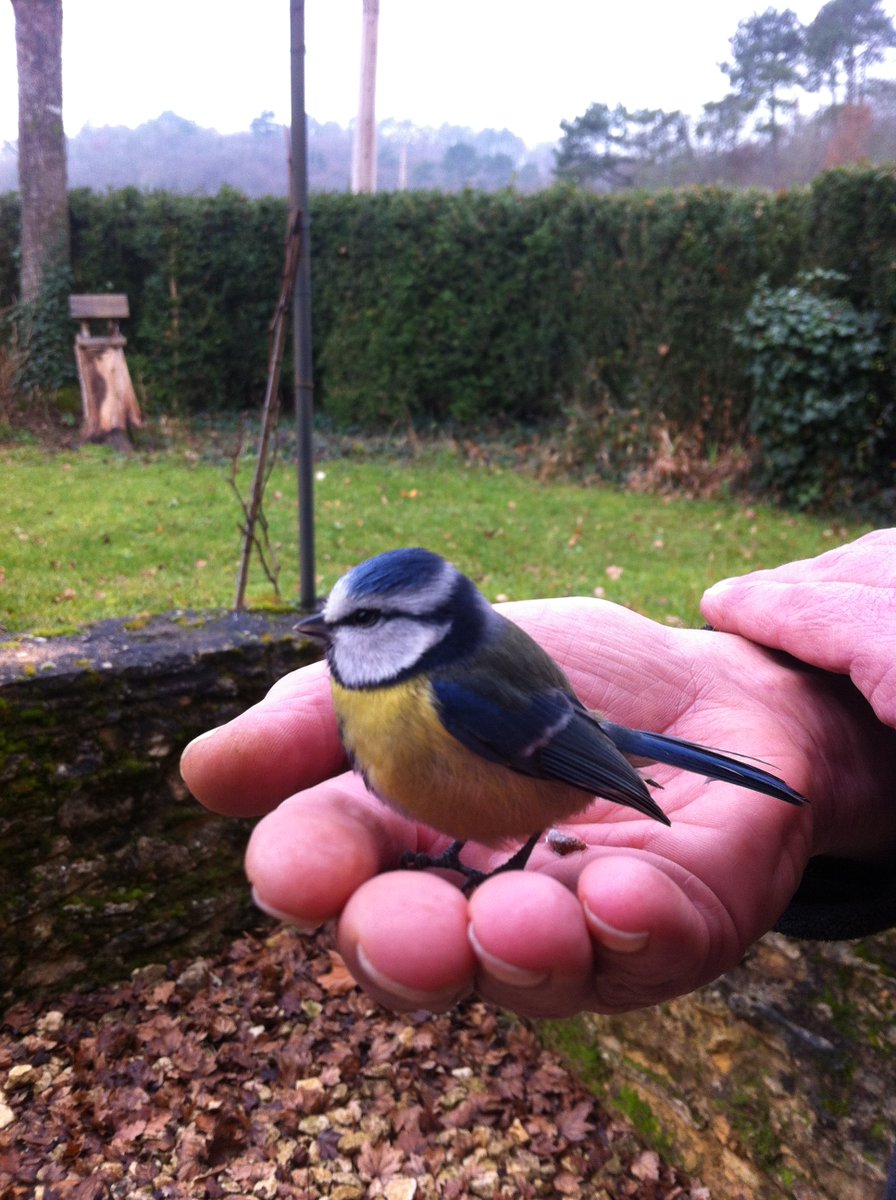 Ze vloog tegen het keukenraam. Een korte rustpauze op de hand van mijn lief was voor haar voldoende om te herstellen. #pimpelmees