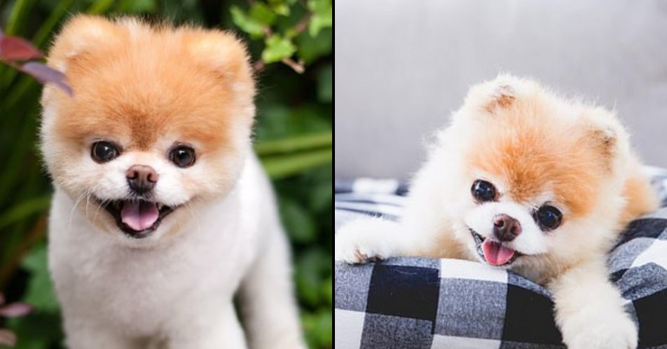 LADbible on X: 'World's Cutest Dog' Boo the Pomeranian dies aged 12    / X