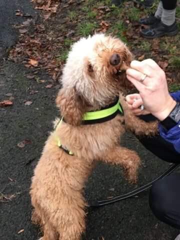 I wish someone would feed me treats like this at the end of parkrun - Crumble says thanks for the treats and the pics @Barbwatt @Ruchillparkrun #loveparkun #dfyb #ruchillpark #ruchillparkrun @parkrunUK 🏃🏻‍♂️🐾😊