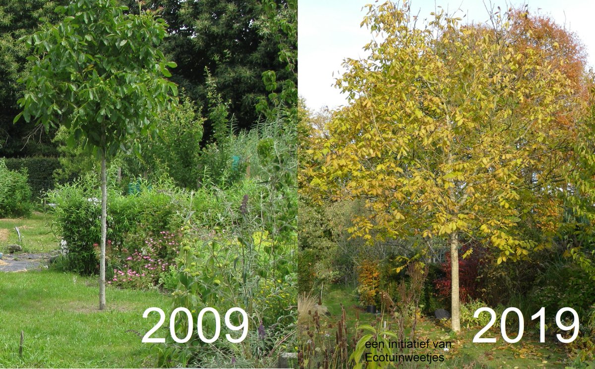Ecotuintweetjes's tweet photo. Plant nu een boom voor je 10 year challenge van 2029!
Brossen voor de bossen en dromen van je bomen doe je vandaag nog! ✊

#10YearChallenge #youthforclimate #ClimateAction #trees #ecotuin #SaturdayMotivation #SaturdayThoughts #ExtinctionRebellion https://t.co/i7ia5rgppn