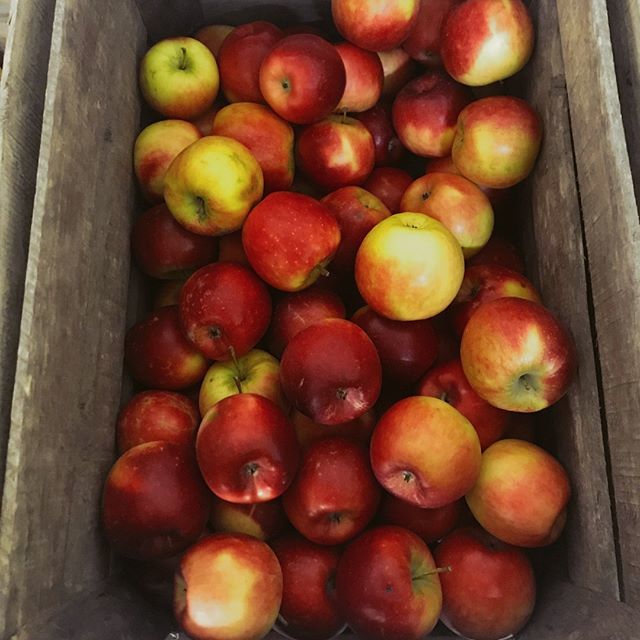Des pommes Pilot à tomber (du pommier), des Vergers du Bel Air. C'est local, c'est frais, c'est BIO et c'est bon ! 😋🍏🍎🌱
#produitseroe #produitslocaux #produitsbio #pommepilot #pomme #circuitcourt #ventedirecte #vergersdubelair bit.ly/2T2FfUN