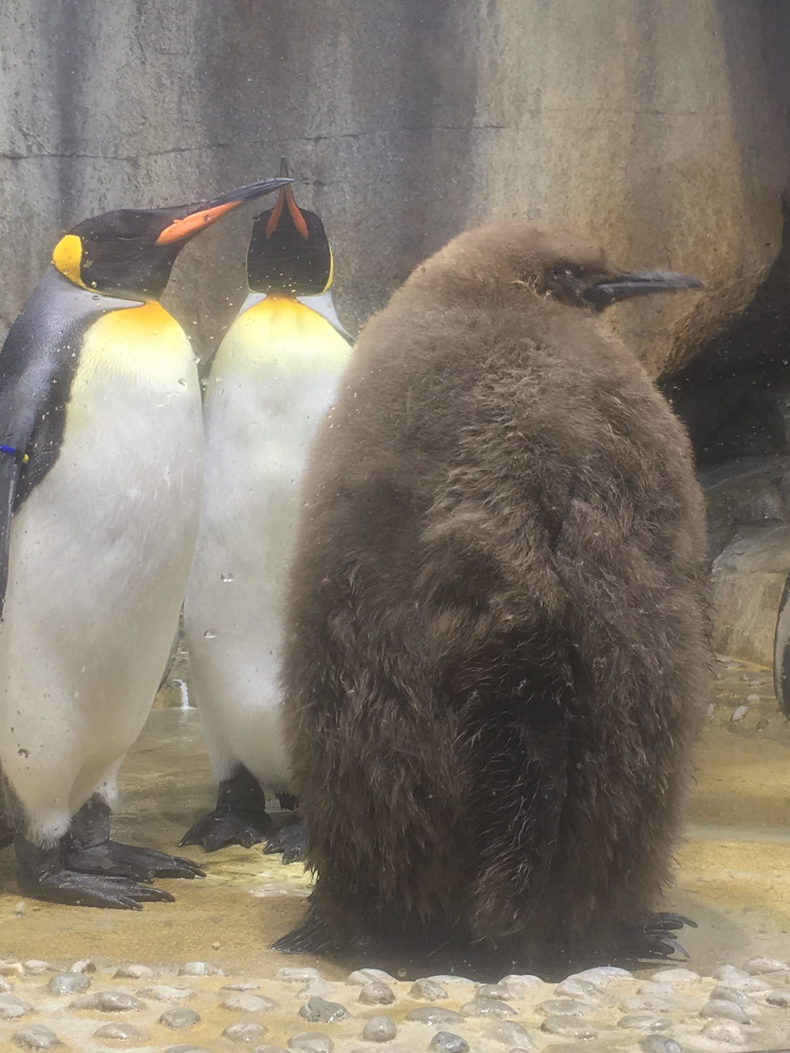 画像 王様ペンギンのひなペン毛が抜け始めてるからそろそろ生え変わるかな うみの杜水族館 T Co 6c7l7arsth まとめダネ