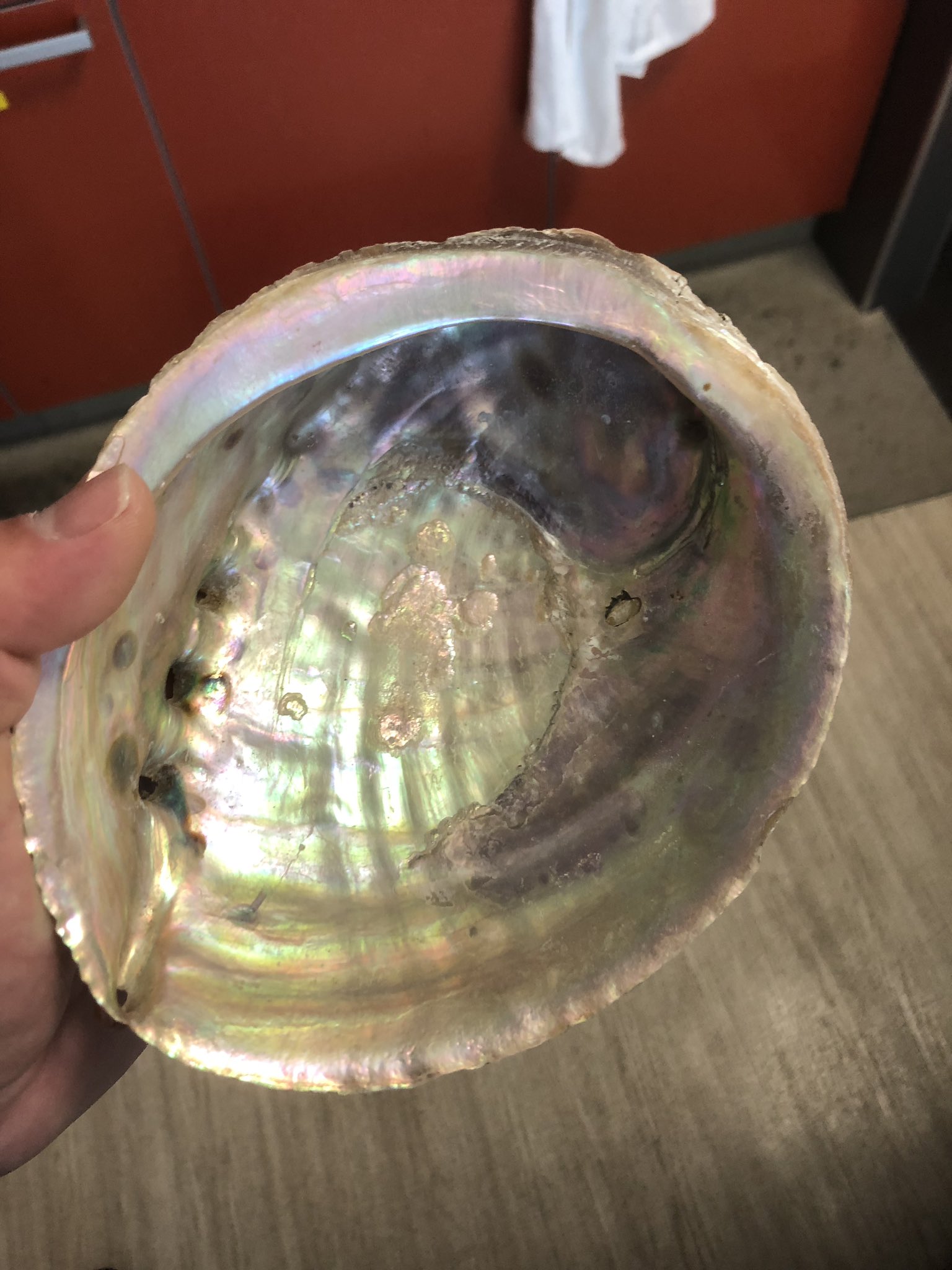 日向 アワビの貝殻買っちゃいました アワビはアワビでも 幻のマダカアワビとのこと 安かったのと 珍しかったので即購入 デカイです笑 中々綺麗に輝いてます 珍しいのも良いけど 王道の白蝶貝の貝殻も欲しいところですね T Co