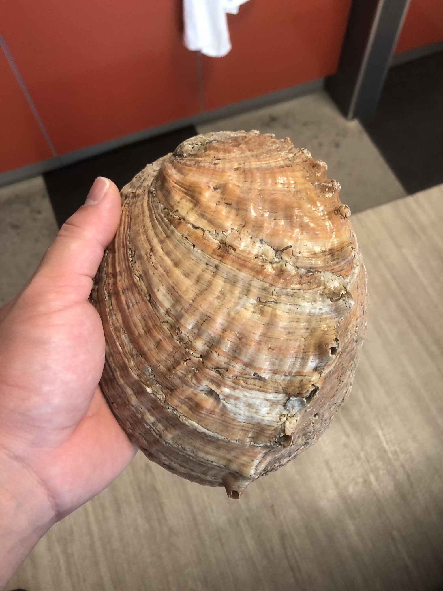日向 アワビの貝殻買っちゃいました アワビはアワビでも 幻のマダカアワビとのこと 安かったのと 珍しかったので即購入 デカイです笑 中々綺麗に輝いてます 珍しいのも良いけど 王道の白蝶貝の貝殻も欲しいところですね T Co