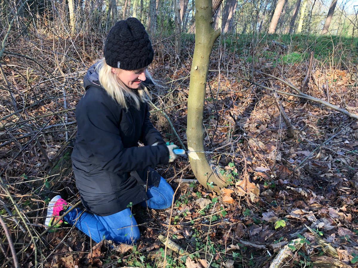 Ilsezaal's tweet photo. Vandaag op pad met vrijwilligers van @landschapnh. We zagen esdoorns om in het Naaldenveld. Geweldig wat deze vrijwilligers voor de natuur betekenen. Met o.a @JackvanderHoek en @msteeman https://t.co/PwcEkZfIrH