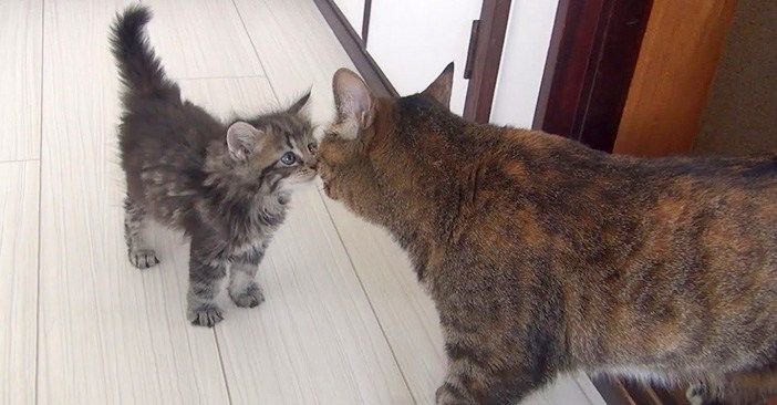 ある日、ひとりで庭に現れた子猫。迎えられた家で、9匹の先住猫と初対面する姿がとっても可愛かった (*´ω`*)♡ petfilm.biz/?p=82319