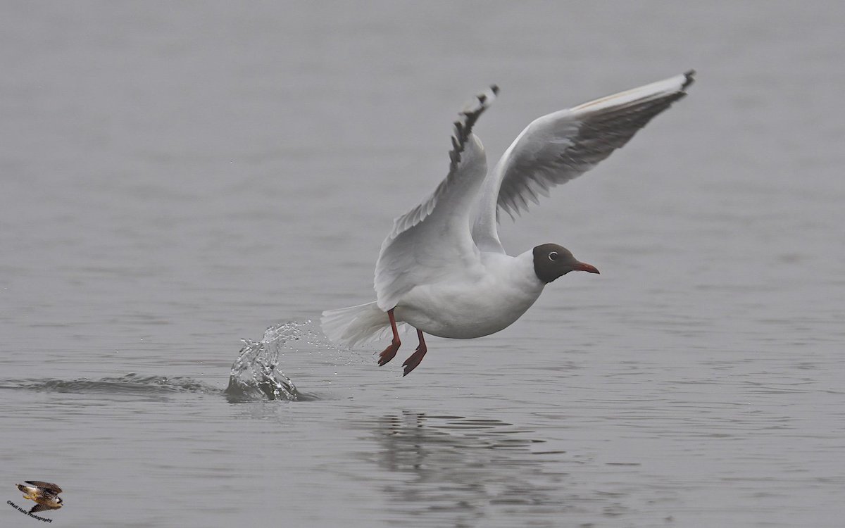 MaliHalls's tweet photo. #Black-headed #Gull...I've just been looking at my #profile, and found that several of my #followers have been #muted, or #blocked by me...This is not the case, I never did this. I have unmuted as many as I can see...#Sorry about this, but its not my doing. #Twittermisbehaving https://t.co/Bl8HD8aqa7