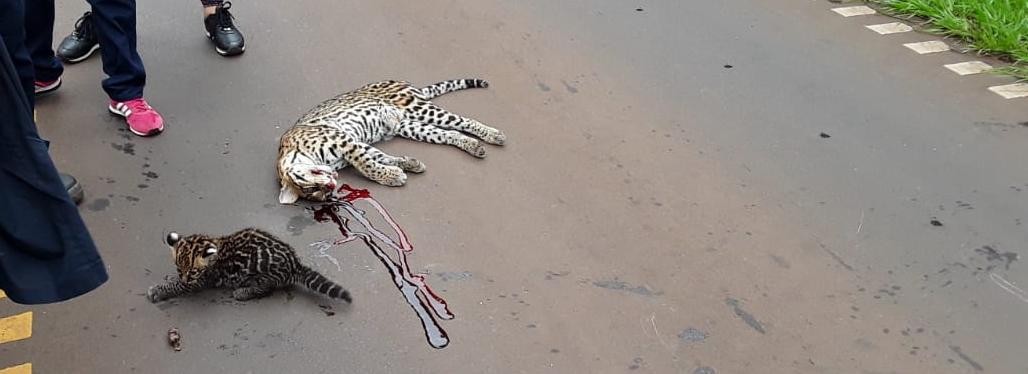 Matan a una madre "margay" en el acceso a #Cataratas del #Iguazu...
https://portalmisiones.com/atropellan-y-matan-un-margay-en-el-acceso-a-cataratas/ …