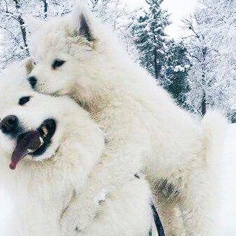 nctpets's tweet photo. https://t.co/NLVZNSUfZd