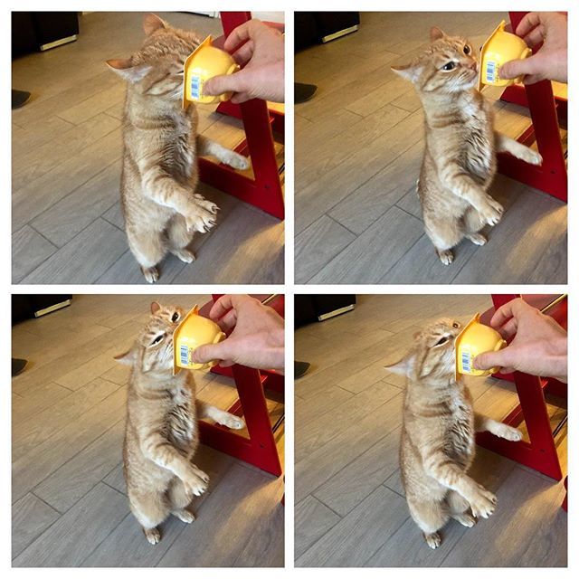ilgattolardo's tweet photo. 🐱😋🤩🥰
#cat #cats #catsofinstagram #gatti #gatti_italiani #meow #meowmeow https://t.co/9RCCBwhQKl
