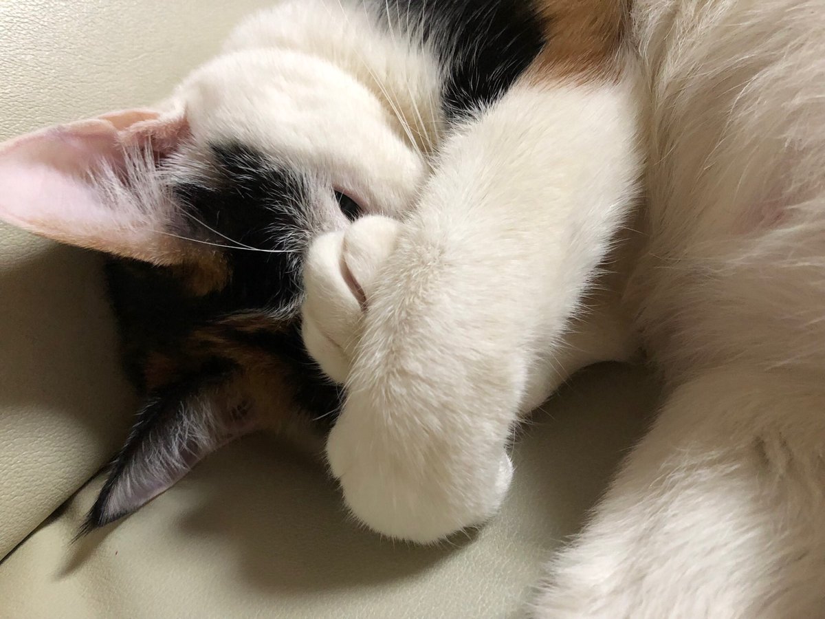 うちの猫が一番可愛い
