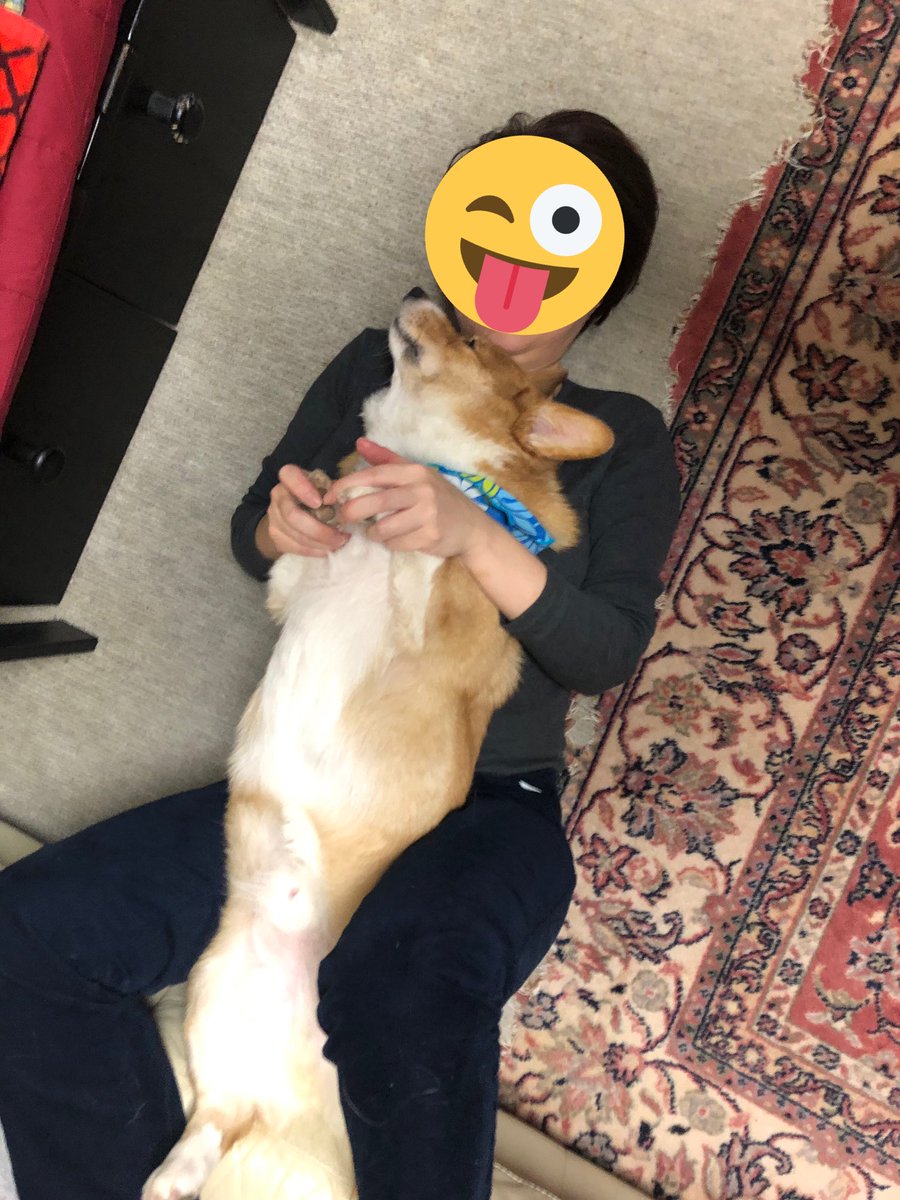 犬は宝 コーギーは天使だ ヨギボーのドギボーほしい ババアの脂肪では役に立たたず うちのお宝には快適に過ごして欲しいので