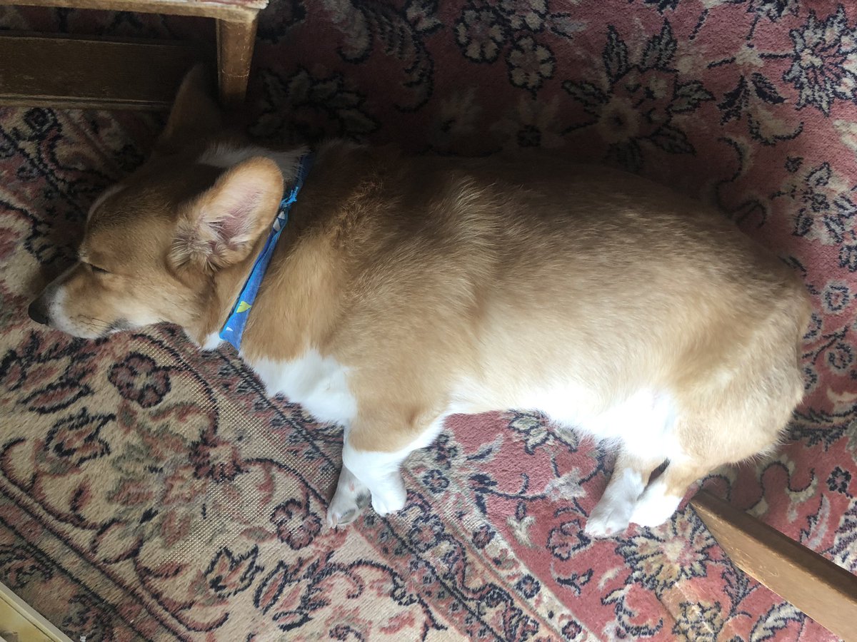 犬は宝 コーギーは天使だ ヨギボーのドギボーほしい ババアの脂肪では役に立たたず うちのお宝には快適に過ごして欲しいので