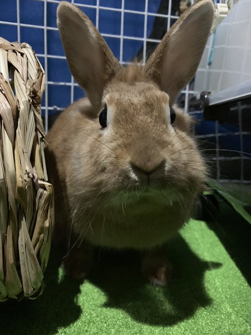 うさぎの性別見分け方 間違いないオスメス鑑別5つのポイント Bunnylover バニラバ