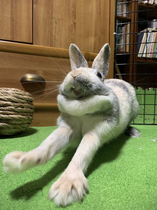 うさぎの性別見分け方 間違いないオスメス鑑別5つのポイント Bunnylover バニラバ
