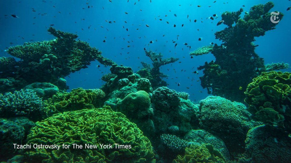 52 Places to Go in 2019, No. 6: Eilat, Israel. A newly accessible Red Sea paradise. https://nyti.ms/2FEkLO3