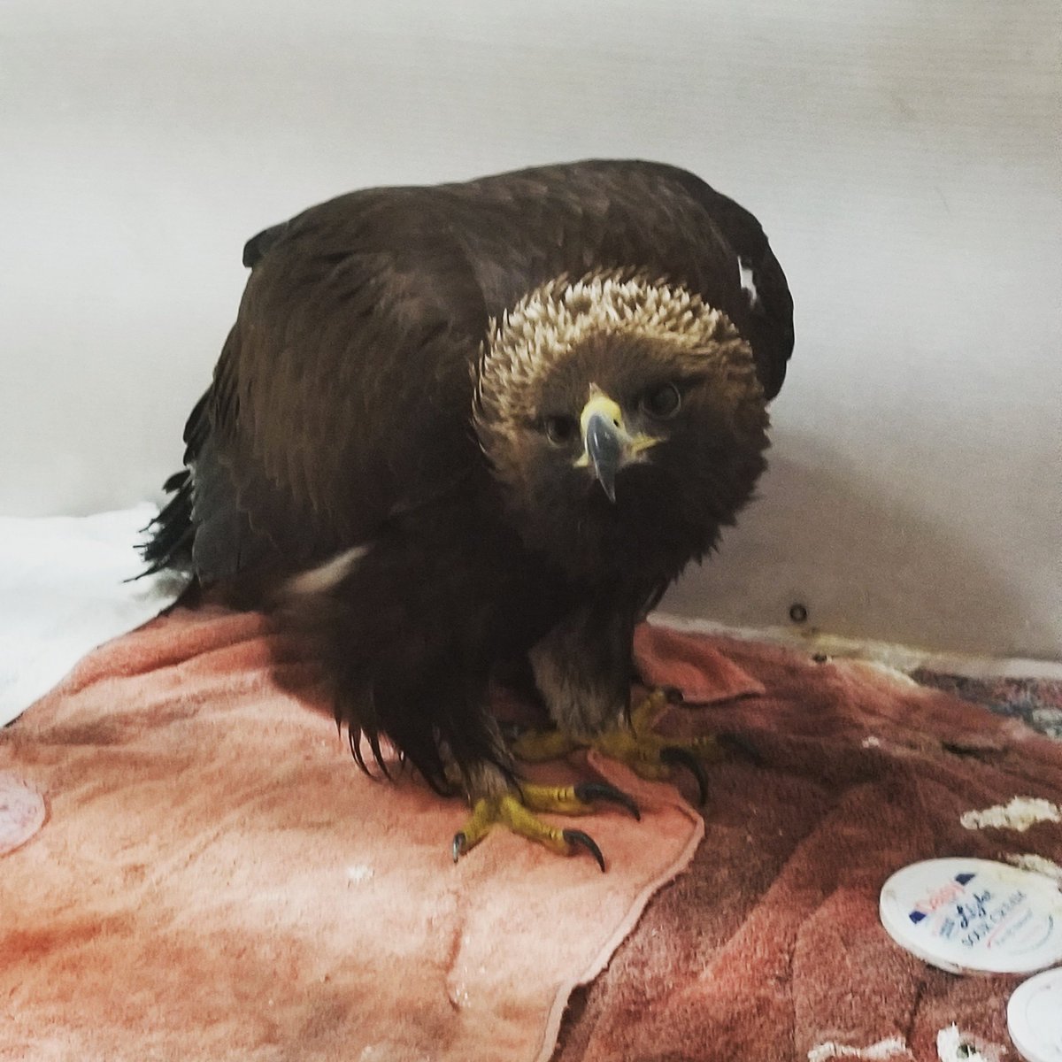 This young Golden Eagle came from the Denver area.  He is very thin and has head trauma.  We expect him to make a full recovery.

#BirdsofPreyCO #birdsofprey #birdsofpreyfoundation #goldeneagle #wildliferehabilitation #wildliferehab #coloradotography #Colorado #coloradowildlife