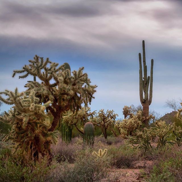 frankvazquez's tweet photo. #arizona #desert #cactus #southwest https://t.co/WgWALNaJKd https://t.co/3jGdUGrvpz