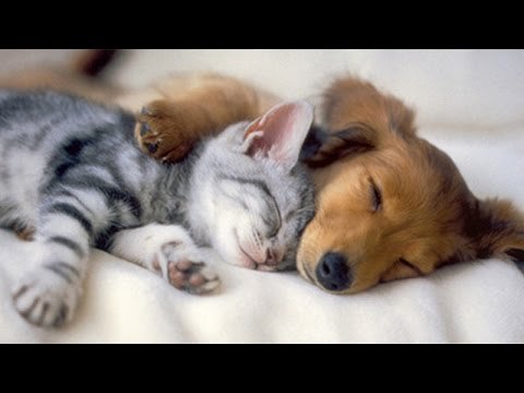Cute__animals1's tweet photo. https://t.co/9kiESilSsb