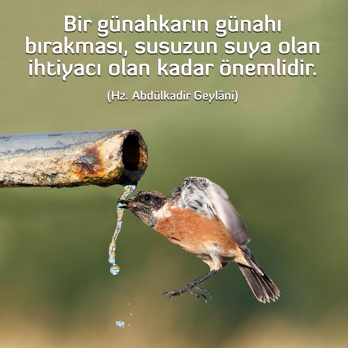 Bir günahkarın günahı bırakması, susuzun suya olan ihtiyacı olan kadar önemlidir.

Hz.Abdülkadir Geylâni