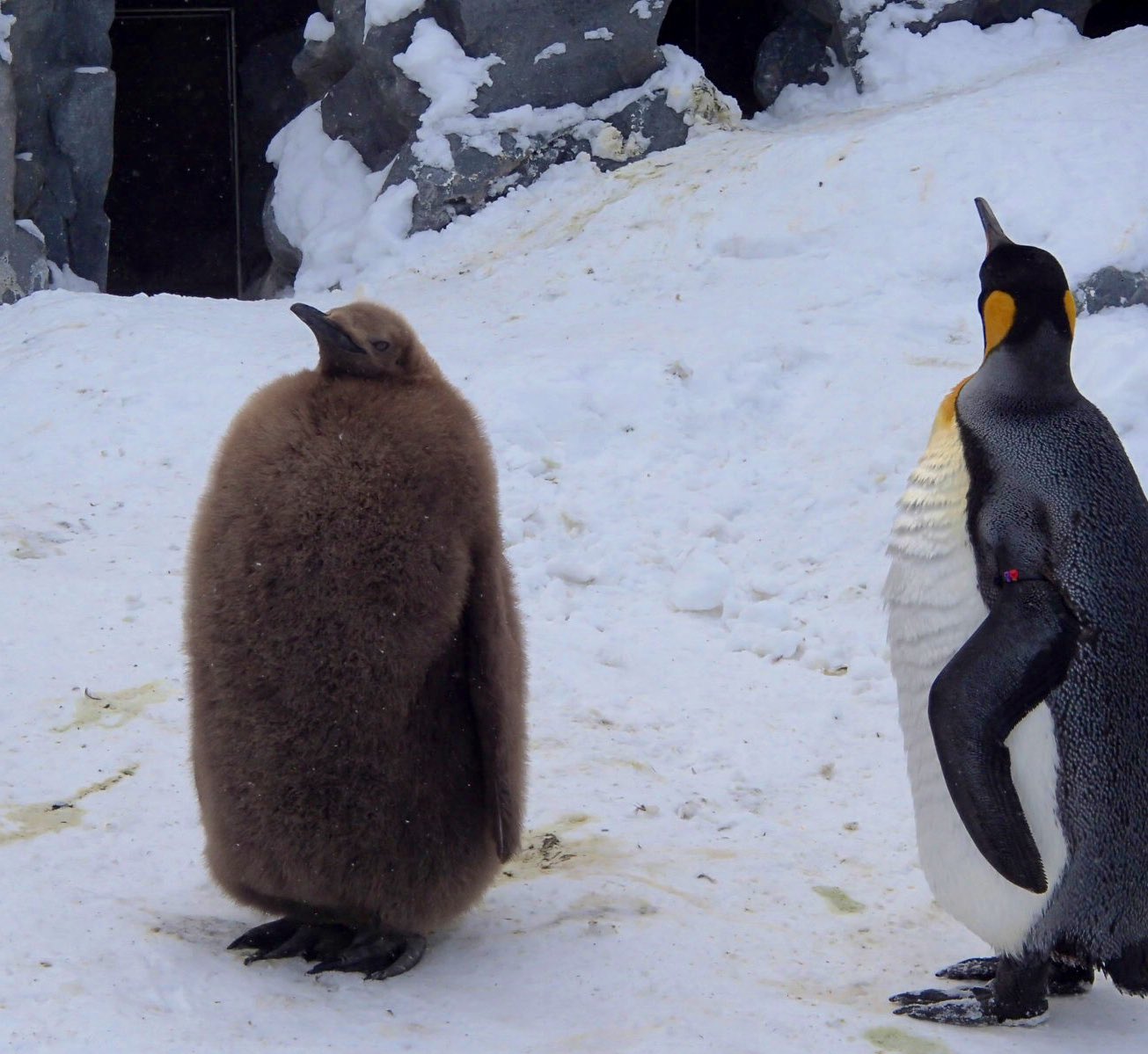 ぎっちら しろくまさんに会うために 旭山動物園 に行って ビックリしたこと その1 キングペンギンの赤ちゃん ペンギンの 群れに居たから ペンギンってわかったけど ひとりで歩いてたら 完全に謎の生物 T Co 3puitcqisa Twitter