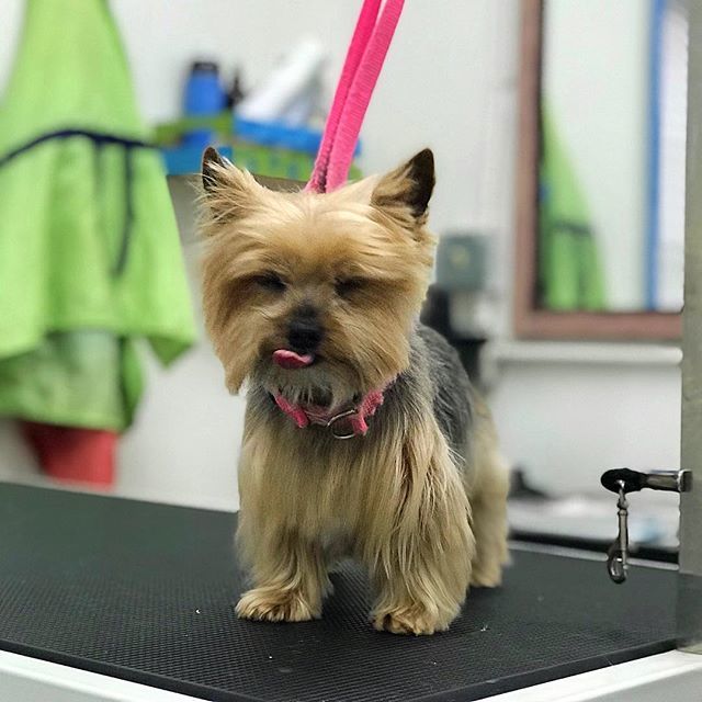 CrossRdsCampus's tweet photo. Our friend Daisy recently visited our grooming salon for some pampering. #cutestcustomers #daisyfresh #bestgroomer #groomingwithapurpose
.
.
.
.
#crossroadspets #nashvillegroomer #doggroomer #petsofinstagram #germantown_dogs #petstylist #dogwash #petown… https://t.co/nF4pUeyrBl https://t.co/NPN2WsdvIK