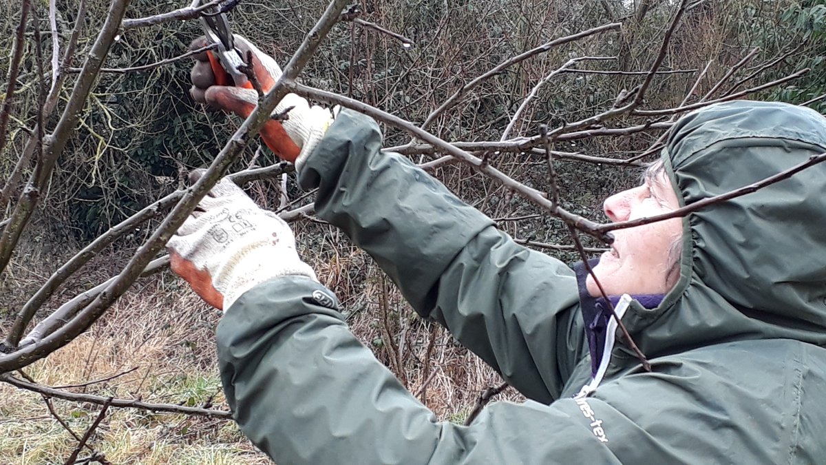 fruitnutvillage's tweet photo. Great work team! #FruitPruning #KingdomForestGarden #HazelwellPark #Stirchley. @AnneCockitt @basement_trader @ktbennett @TipTipping @marylockelabour @2ndCImmunology @PlentyFdProject @maybellecarter @TRJFPBrum @philbanting @samkinggamblin @stirchleytwf @StirchLibrary @GwynneSteve https://t.co/i7rKOU3mQ8
