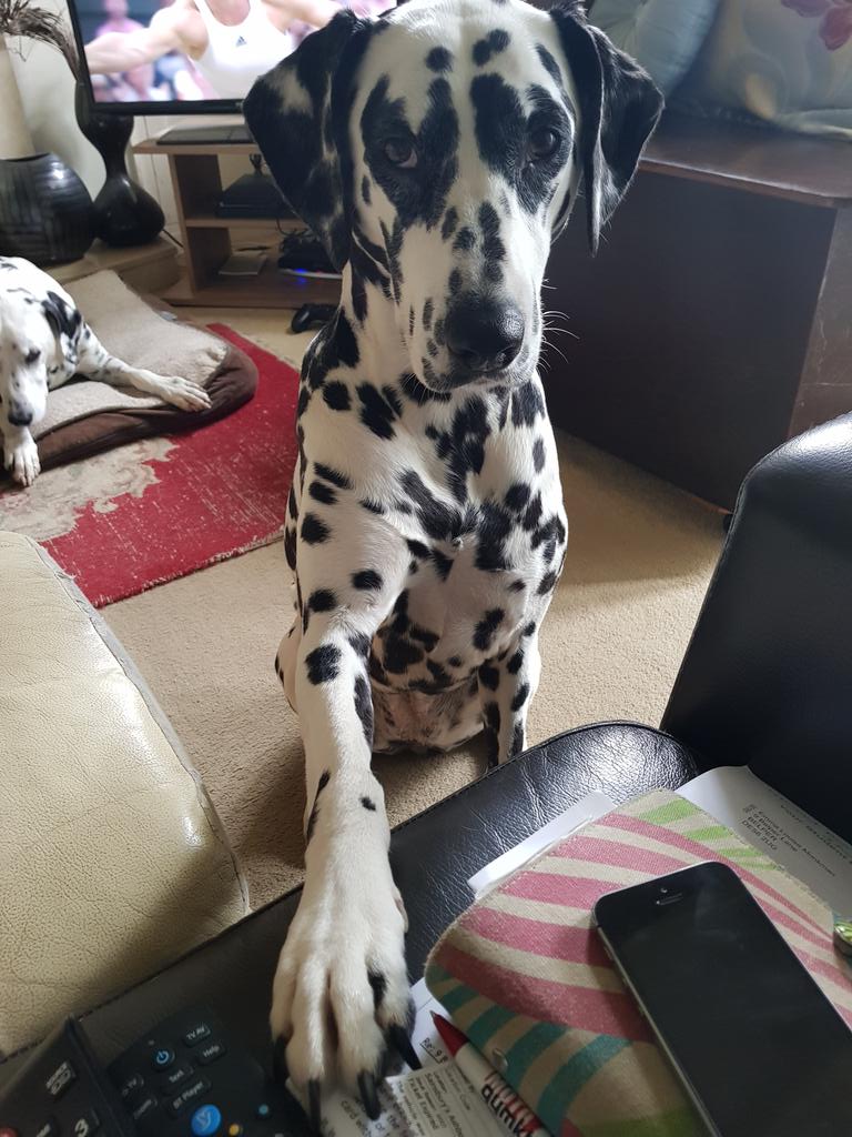 emmamonkman's tweet photo. Today Luna-berry is 5. She be all grown up. This is an old picture of her, that catches her personality perfectly. I would have taken a photo of her today but so far she has been covered in mud or asleep. Luna is a delight and we all adore her 🤗😍🎉 https://t.co/GxCmGfv7XK