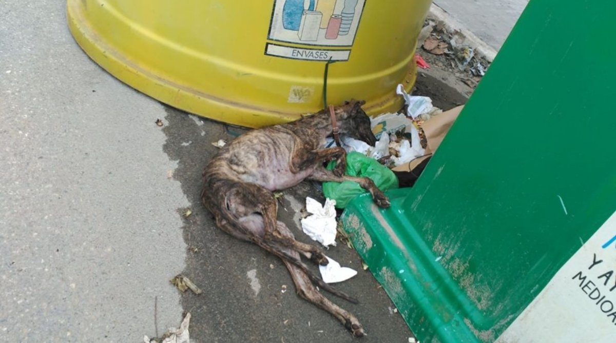 PartidoPACMA's tweet image. 🐕 Tirada junto a unos contenedores como si fuese basura. 

Perros de "usar y tirar" cuando ya no sirven para cazar. La @asociaciontara ha denunciado el abandono del cuerpo de esta galga en un polígono de Baeza #Jaén

🗞 horajaen.com/2019/01/18/tir…

#STOPCaza #MaltratoAnimal #Galgos