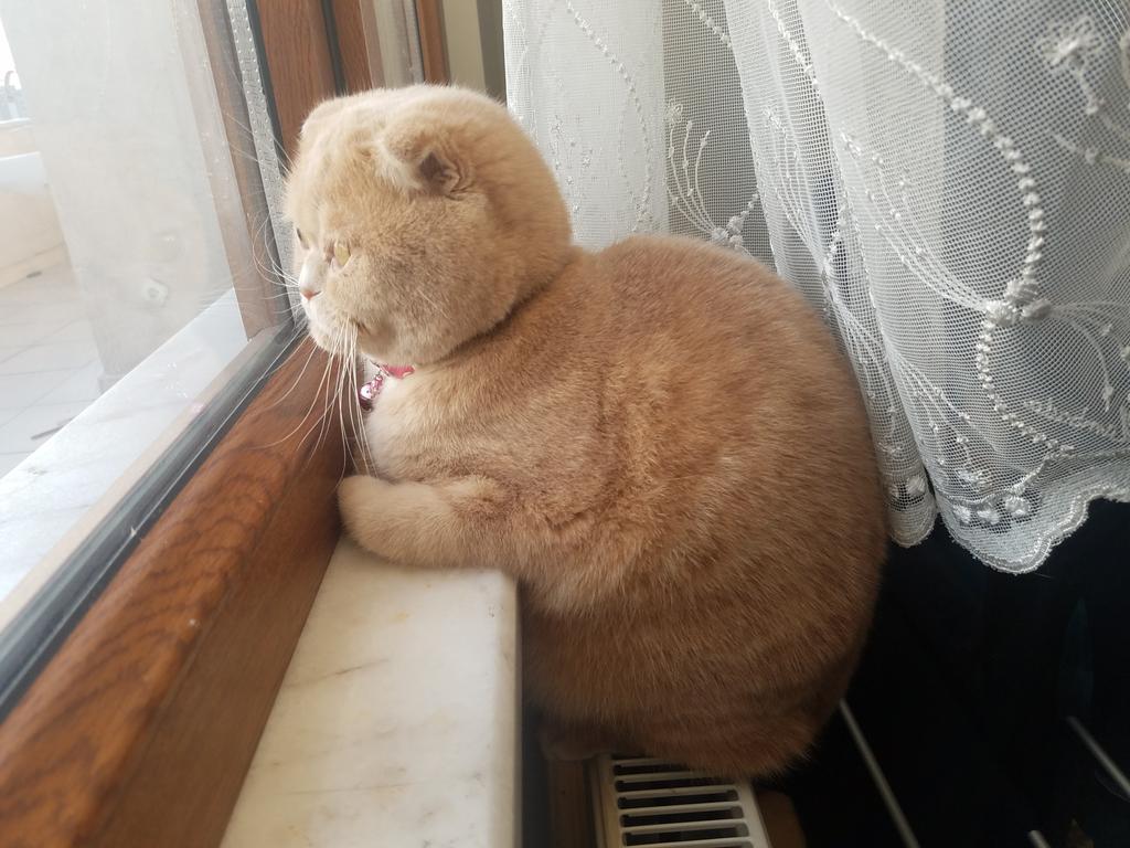 yaş mama sipariş ettik