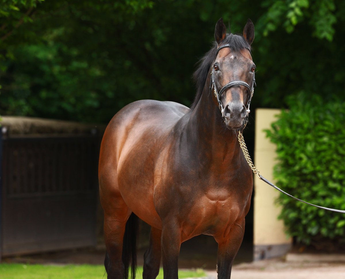 More stakes success for @coolmorestud NH sire Westerner (pictured) as WAKANDA (Ire) lands the G2 Peter Marsh Limited Handicap Chase @haydockraces for trainer Sue Smith and owner Mrs M B Scholey. Bred by @Bluegatestud - congrats connections. Catch the race review in tomorrow's EBN