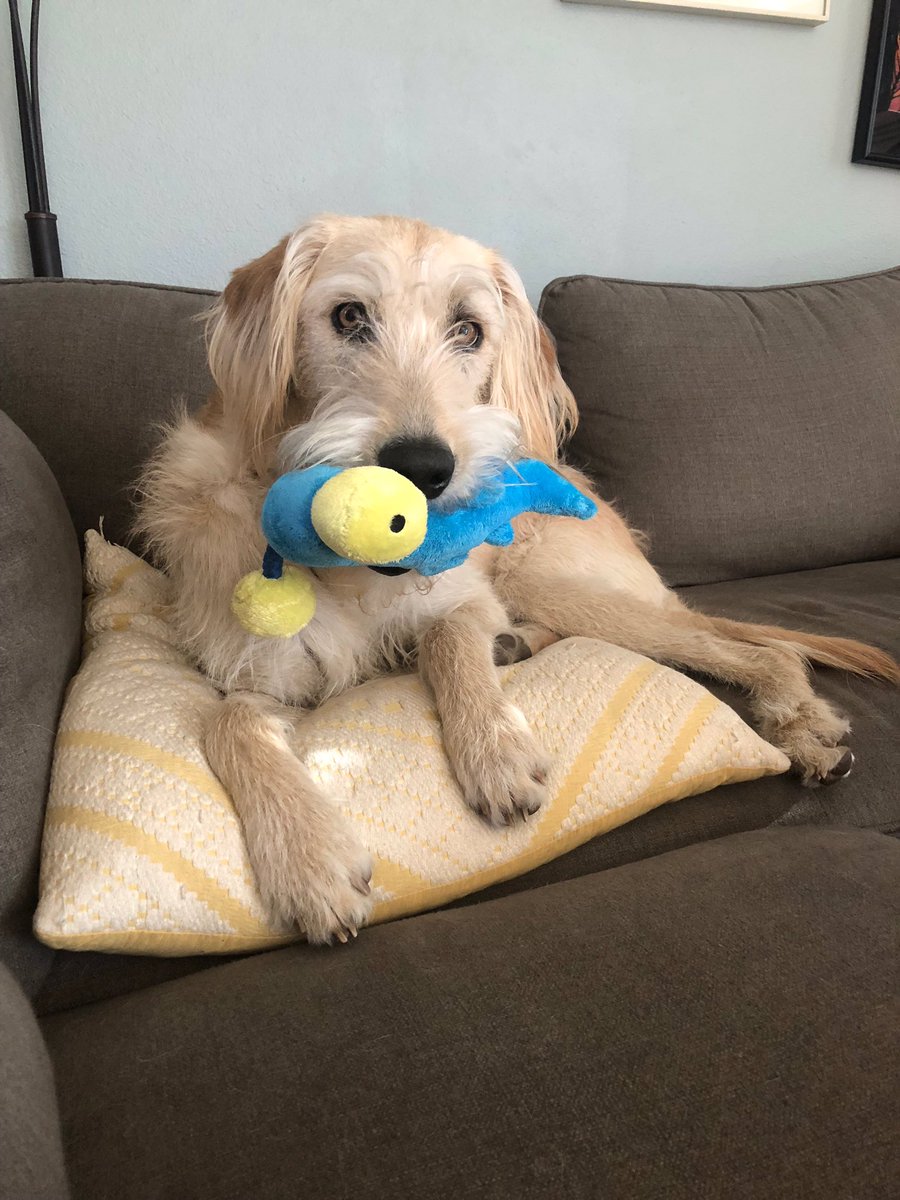 @IBMWolfPack undercover! Headed for #FastStart2019!  Convinced @AlexJosephs1 to bring our fearless leader! Sadly there is some argument about Walter not being allowed to pilot...