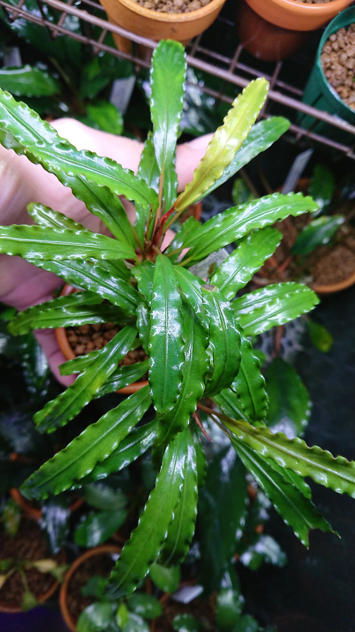 現地消滅種❣️ブセファランドラ sekadau 3TB斑入り 現地消滅種