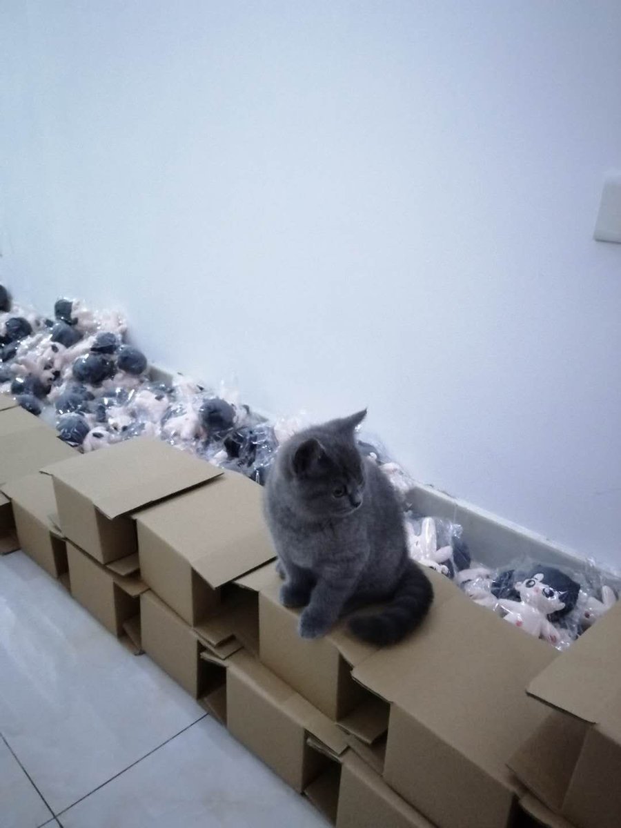 fluffy_baebae's tweet photo. 😺fluffy with real😺 https://t.co/B2jQN4pOro