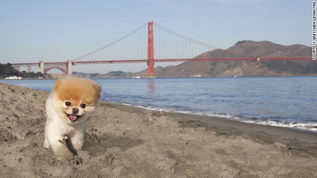 Boo, the "world's cutest dog," has died at age 12 cnn.it/2FLxPBx