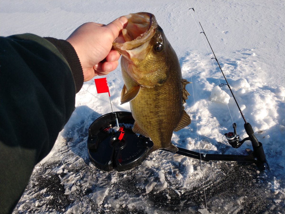 JacobScriver's tweet image. Off to a good start this morning. Caught this 20 in. Largemouth on the @UglyStik and @ifishpro. #fishing #Wisconsin