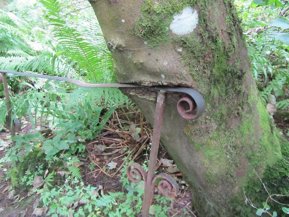 NorthofDunmail's tweet photo. @lakes_bins @IanMillerbrad @LakesStiles @LakesLamp @fungifrolics @Soapy_Wit_Tank @jw4926 @theirishego @AshtonBadLad @teresa_knox @ceadela @tutty352 @walkhikethrive1 #hungrytrees https://t.co/BFrW2Uafcj