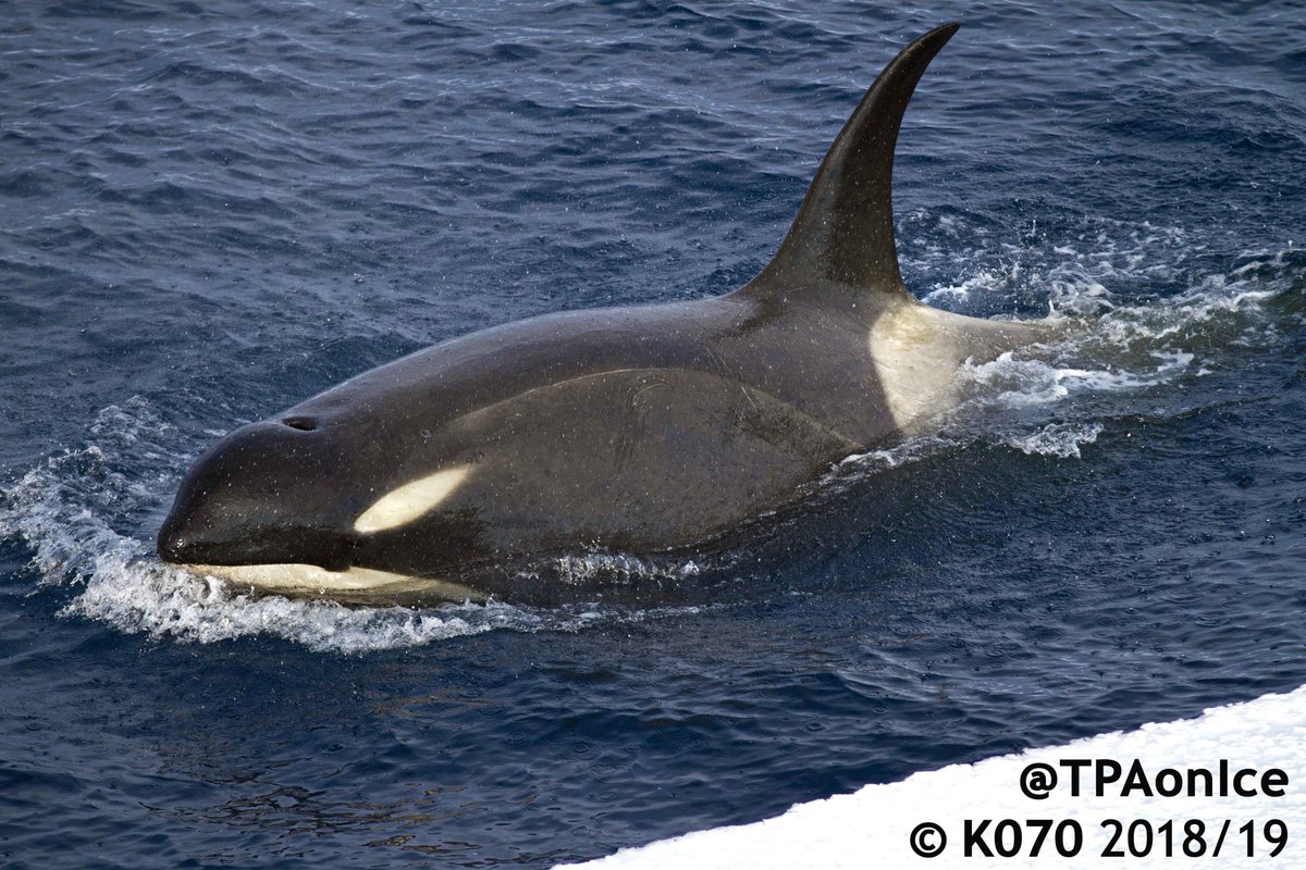 TPAonIce's tweet photo. Meet #Murphy the #TCKW (Type-C killer #whale).  Murphy is named after one of the awesome Science Techs at @ScottBase_Kiwi.  Murphy would like the #PolarStar to finish the channel so he can get some #toothfish :)
@AntarcticaNZ, @UCNZscience, @marinebrit https://t.co/TXOpHiJuXt