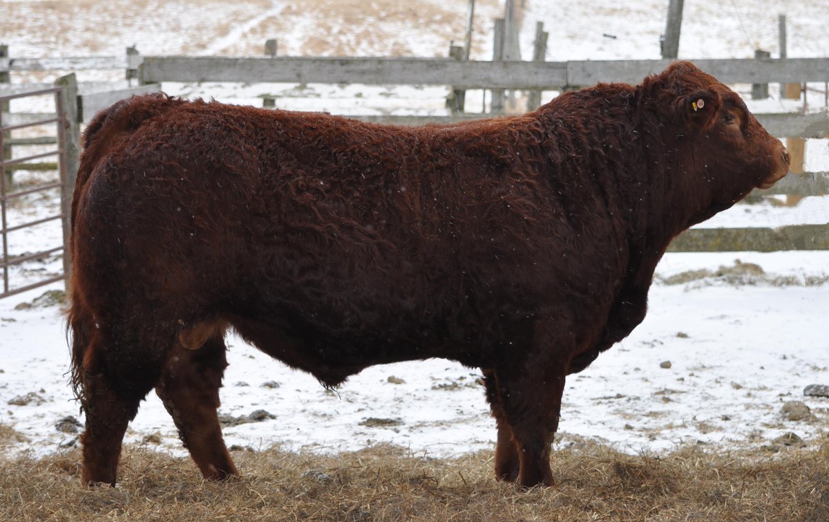 check out our feature #limousin #bull for sale in march. facebook.com/photo.php?fbid… 

#canadianlimousin #limobeef #ontariobeef