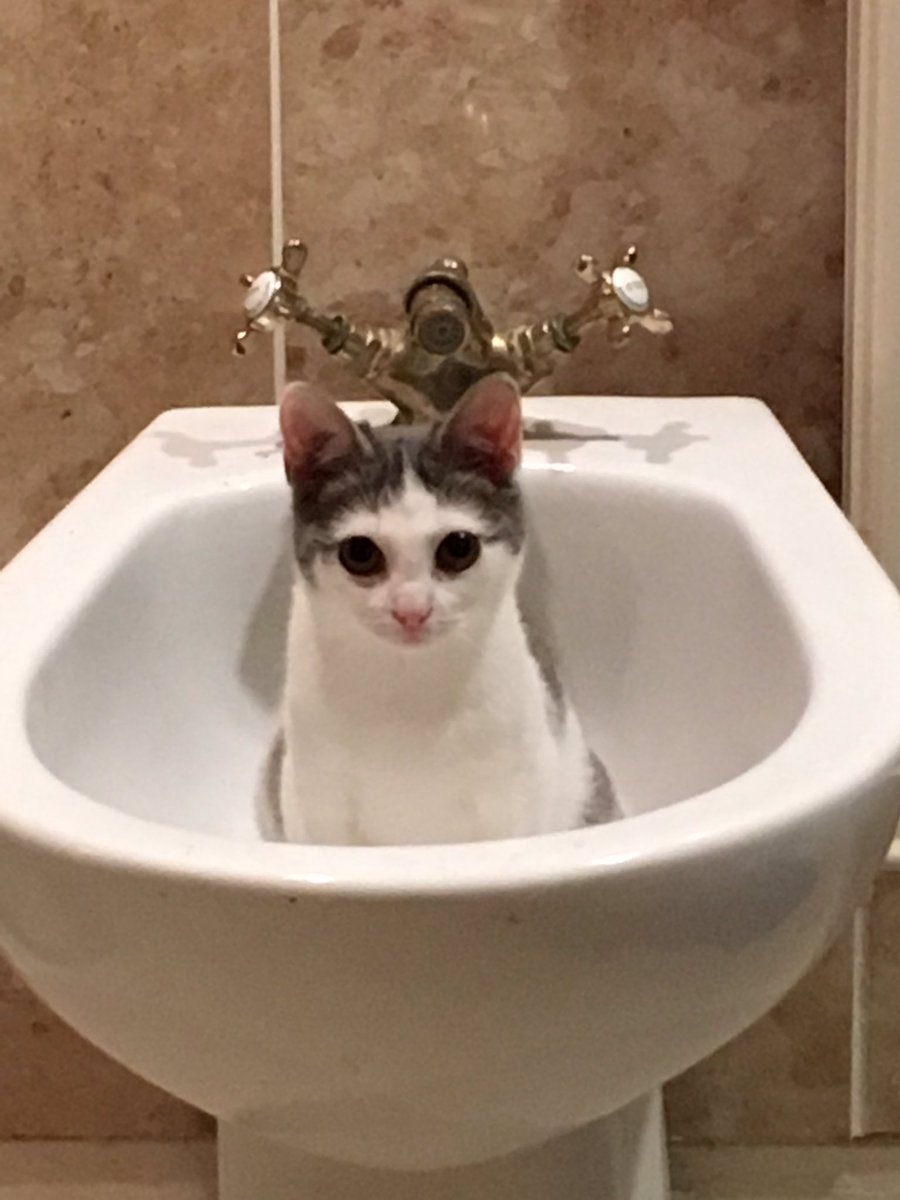 JoAlexander79's tweet photo. Mia having a bath #chillaxing #bidetbath #caturday https://t.co/bueuolPgtF